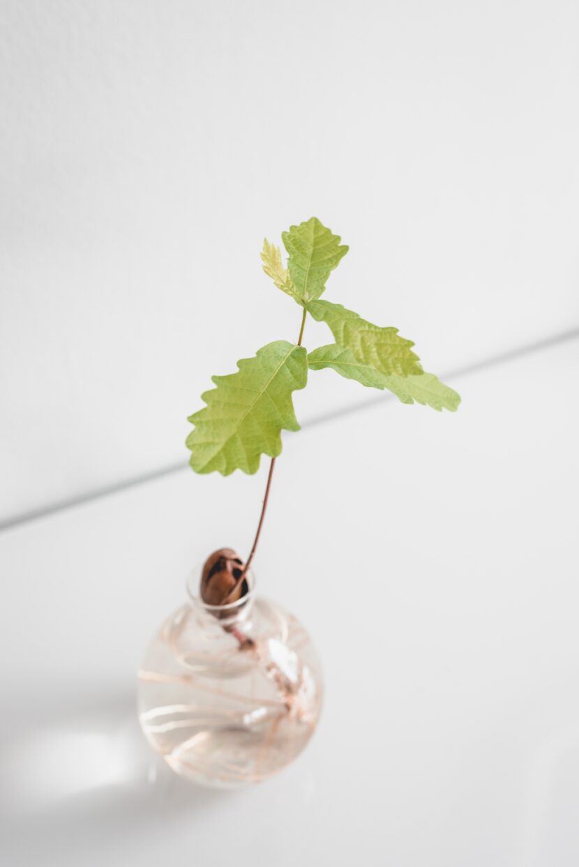 Plant growing from a seed